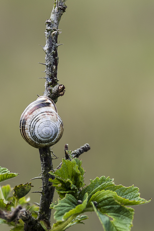 Schnecke